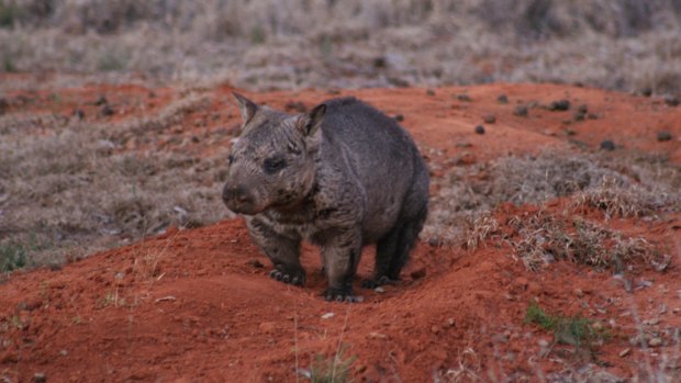 Research suggests individual wombats change the shape of their jaws over their lifetime to eat different types of food.