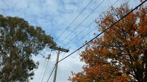 Power lines in Red Hill. Thousands of Canberrans have missed out on utility rebates when they were legally entitled to them.