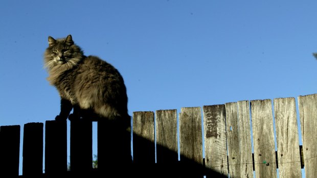 Police investigated over 400 cases of cats being dismembered and left in owners' yard.