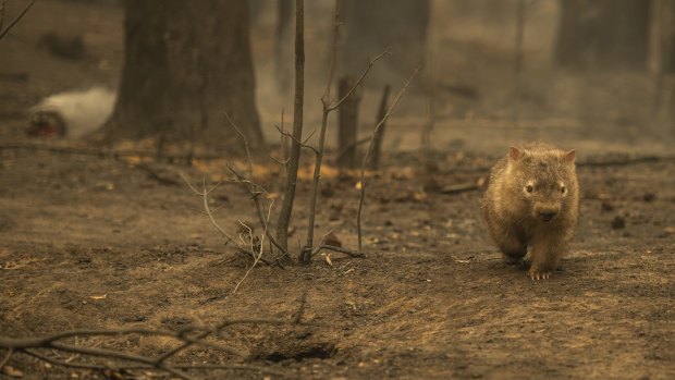 A wombat seen on the fireground in Tallowa Dam Rd in Kangaroo Valley. 