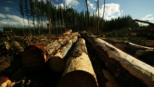 The investors put money into forestry schemes. 