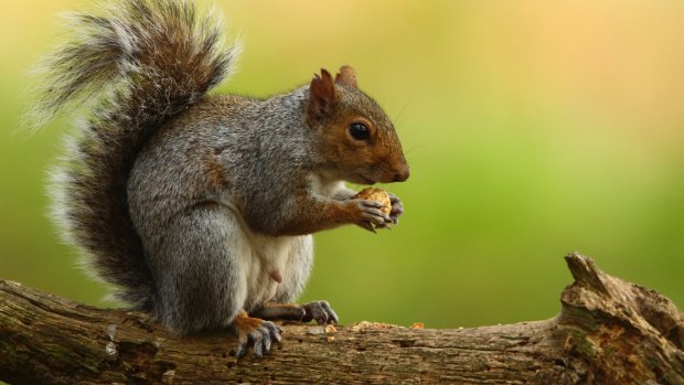 Tasty treat?: A grey squirrel.
