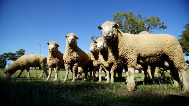 China is extending its export bans to lamb.