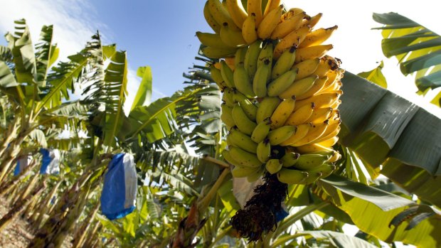 After bananas are harvested, the rest of the plant is ripped up and discarded, creating lots of biowaste.