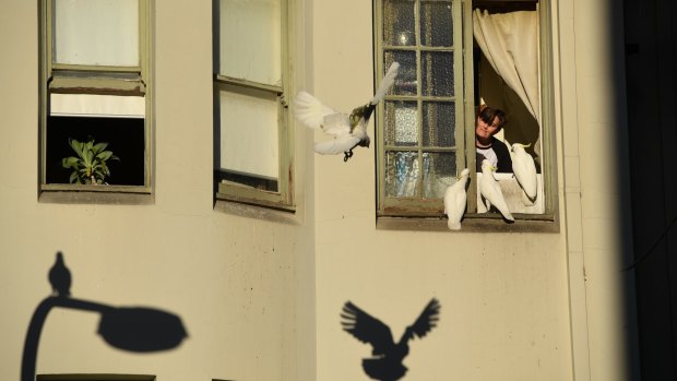 A gang of cockatoos flocks to a window in Kings Cross where a resident offers food as autumnal shadows lengthen.
