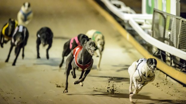 The Canberra Greyhound Racing Club lost an appeal seeking to force the ACT Planning and Land Authority to grant it a new lease over its Symonston premises.