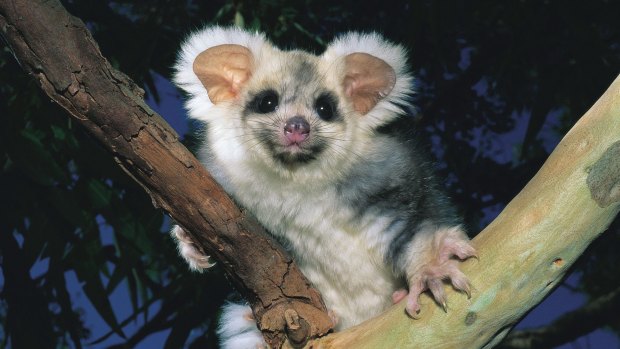 Greater glider: New plans to increase native logging in coastal NSW will threaten a range of marsupial species.