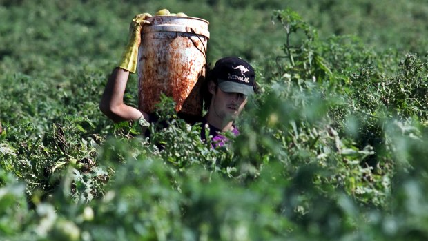 A backpacker carrying a bucket of tomatoes at a farm in Childers.