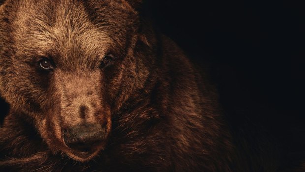 Darkle the brown bear, who was the last of the original animals which helped establish Canberra's zoo.