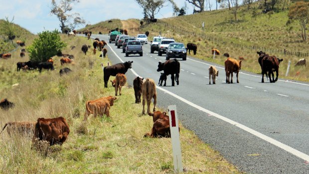 In 2017, cars were forced to share the road with escaped cattle near Cooma.