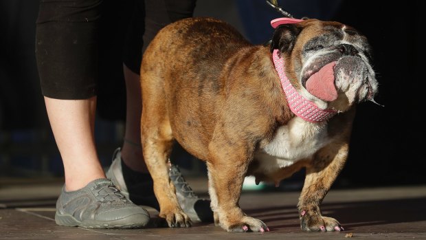 Zsa Zsa, an English bulldog owned by Megan Brainard, stands onstage after being announced the winner of the World's Ugliest Dog Contest at the Sonoma-Marin Fair in Petaluma on Saturday.