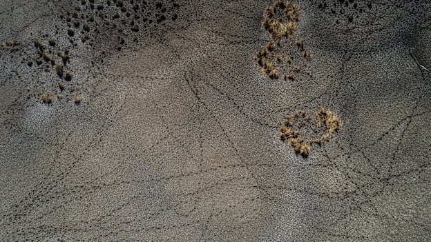 Animal tracks criss-cross the Southern Macquarie Marshes Nature Reserve in August. 