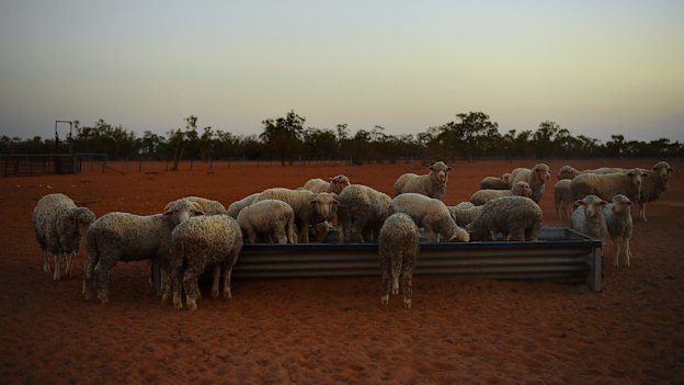 Drought has taken a toll on Australian farmers but could also cost The Nationals at the federal election. 
