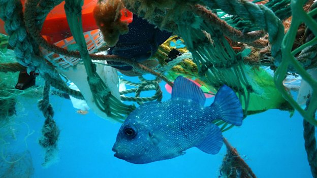 A trigger fish in a sea of plastic.