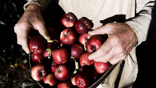 PALM workers face unreasonable picking targets, affecting their wages, the UN special rapporteur found.