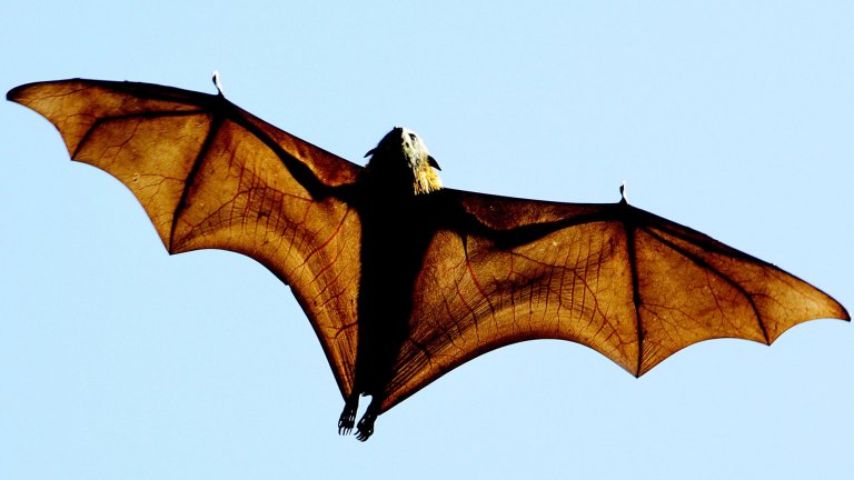 Bat Virus 8 Sydneysiders Bitten And Scratched Across City Nsw Health Warns Of Dangers