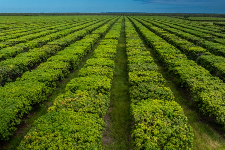 Cheeky Farms includes around 37,000 mango trees across four properties.