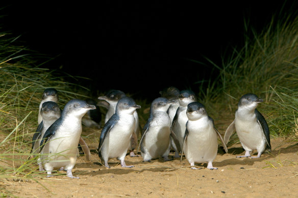 Phillip Island’s penguins are highly vulnerable to foxes. 