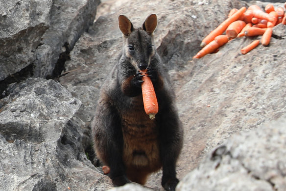 A brush tail rock wallaby in the Blue Mountains with a food drop. The NSW government is looking at longer-term strategies to assist the recovery of wildlife after the 2019-20 bushfires.