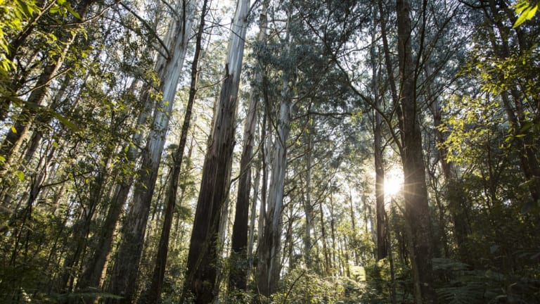 Trees do far more for us than help with our greenhouse problem.