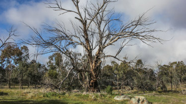 A drought-affected tree at Nardoo Hills