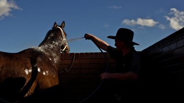 There is an eight-race card programmed for Wagga on Monday.