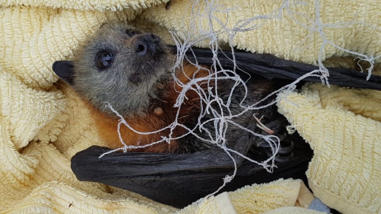 A juvenile great headed flying fox rescued recently from being tangled in backyard fruit netting.