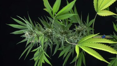 Australian research has found medical cannabis drug nabiximols can help treat cannabis dependence.