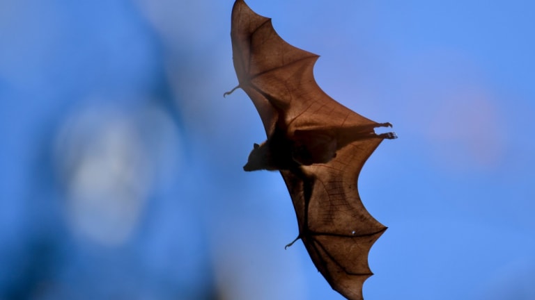 Grey-headed flying-foxes at the flying fox colony at Yarra Bend Park. 
