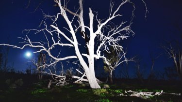 A dead river red gum in the Macquarie Marshes in north-western NSW.