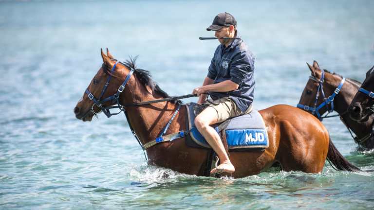 Back to his best: Fell Swoop enjoys the Moruya River as he part of his preparation.