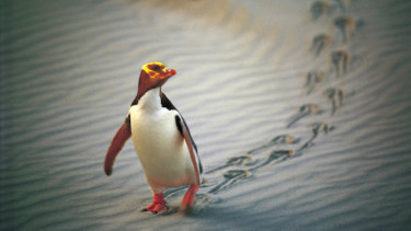 An endangered yellow-eyed penguin marches along a beach near Dunedin, New Zealand. 