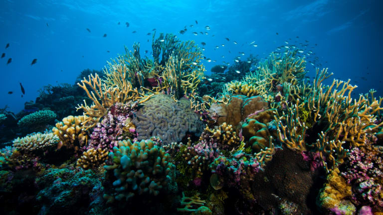 It's an anachronism that Queensland has so much control over a national asset like the Great Barrier Reef.