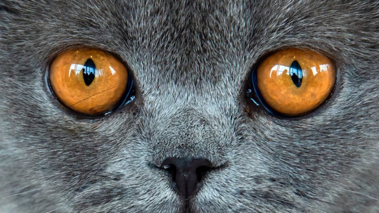 Single Women Are Turning The Cat Lady Stereotype On Its Head