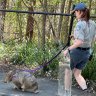 Billy the common wombat taking a walk at Walkabout Creek Discovery Centre, Enoggera Reservoir.