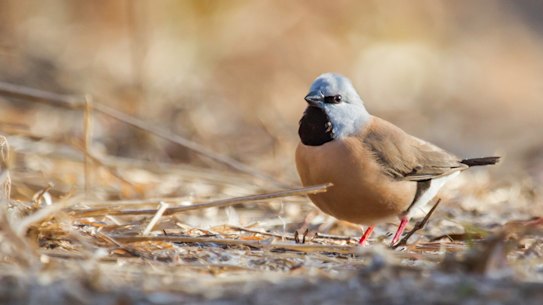 A black-throated finch at Adani's proposed Carmichael Mine site in Queensland's Galilee Basin.