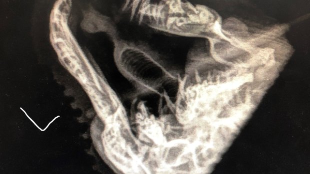 An X-ray of the snake's jaw that showed significant trauma.