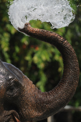 To stay cool, and protect their skin, elephants wallow in mud, bathe in dust and use their trunks to spray themselves with water.