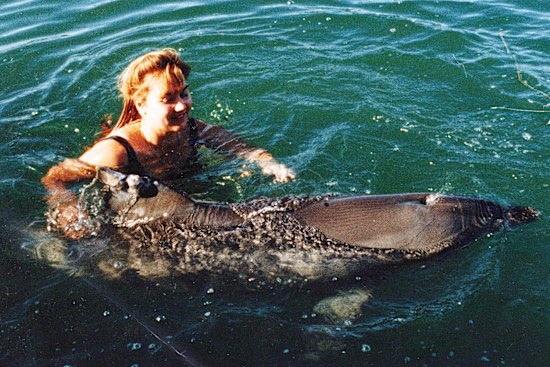 Melody began volunteering as part of her studies and came across an isolated dolphin, Jock, who she befriended.