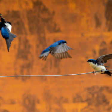 Swallows guard the entrance to a mud-enveloped childcare centre in Paracatu de Baixo, Minas Gerais, Brazil. Three years after the Samarco dam disaster only wildlife and jungle have returned. The people have  stayed away.