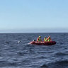 Authorities free whale entangled off Port Kembla