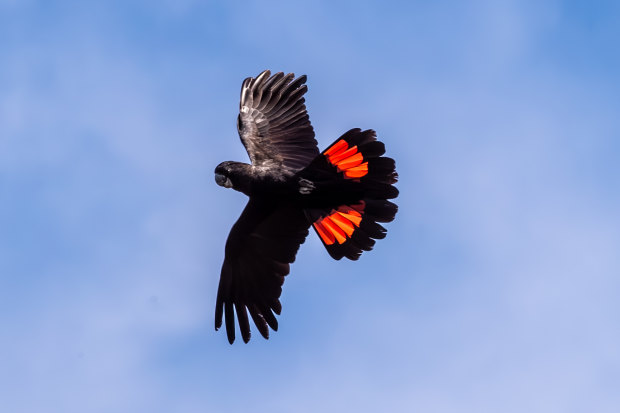 A red-tailed black cockatoo in flight.