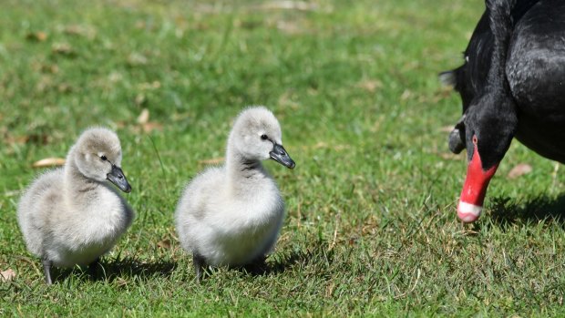 A "Grey Swan event" fits the definition of "normal" risk.