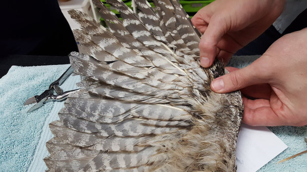 The repaired wing of a tawny frogmouth that received a feather transplant.