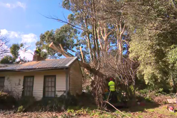 Trees fell again in the Dandenongs in Tuesday’s strong winds. 