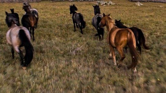 Since aerial shooting was approved by the NSW government in October last year, 802 feral horses have been removed from the park.