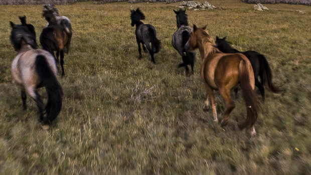 In three months, aerial culling knocks out record number of feral horses
