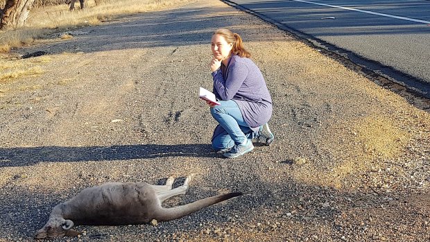 Katie Carlisle counts road kill along the Monaro Highway.