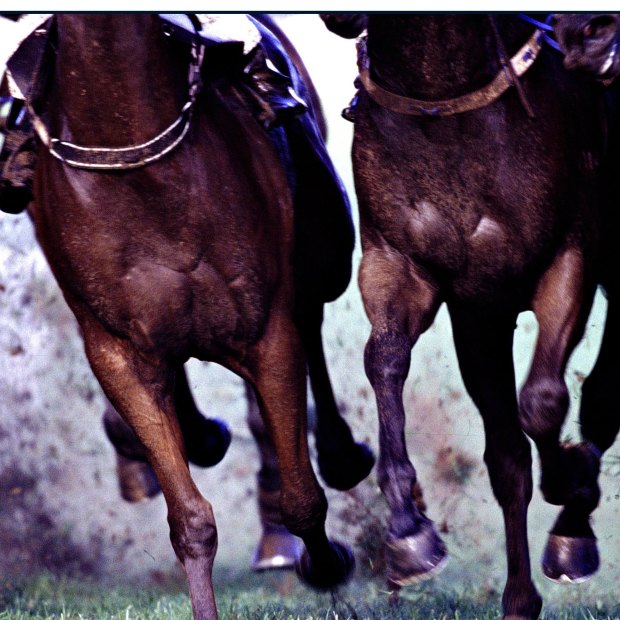 How might horse racing be cruel?