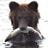 Body found in Hokkaido after man watches bear drag friend off path